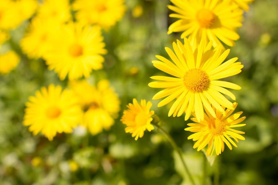 Free Image of Bright yellow flowers in a garden with green background 