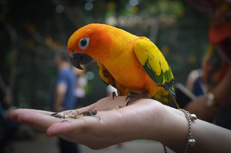 Free Image of Colorful parrot perched on hand with blurred background 