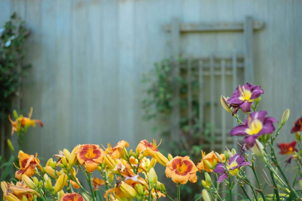 Free Image of Vibrant orange and purple lilies in a garden setting 