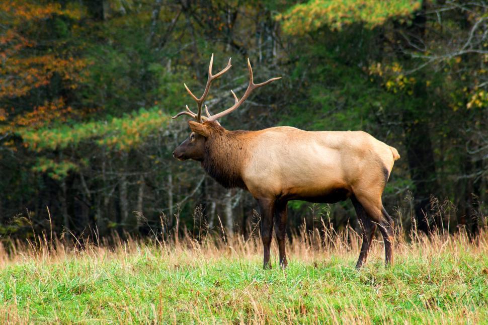 Free Image of Elk standing in a grassy field with forest in background. 