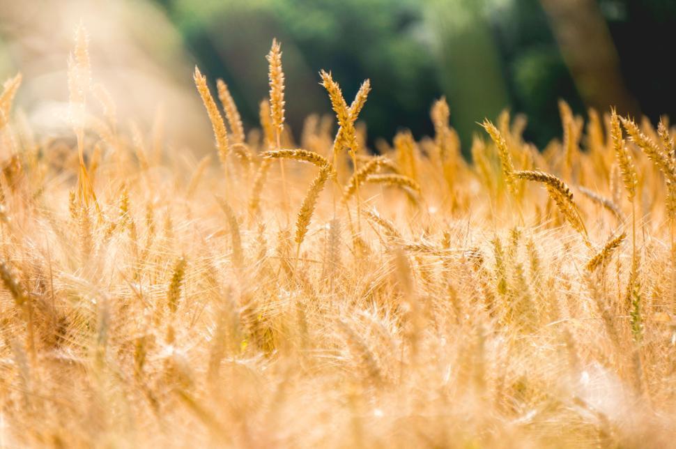 Free Image of Golden wheat field in bright daylight with green background 
