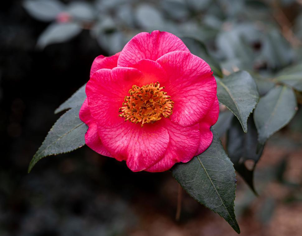 Free Image of Single pink flower with green leaves in the garden 