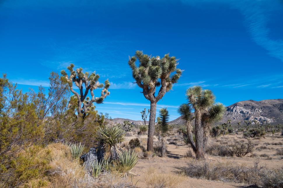 Free Image of Joshua trees standing tall in vibrant desert landscape. 