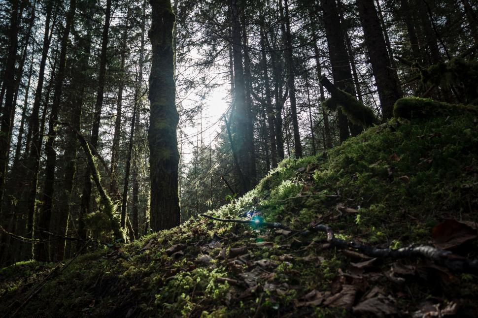 Free Image of Sunlight filters through forest trees, mossy undergrowth. 