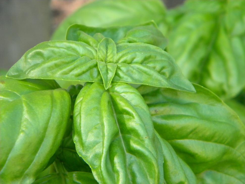 Free Stock Photo of Basil | Download Free Images and Free Illustrations