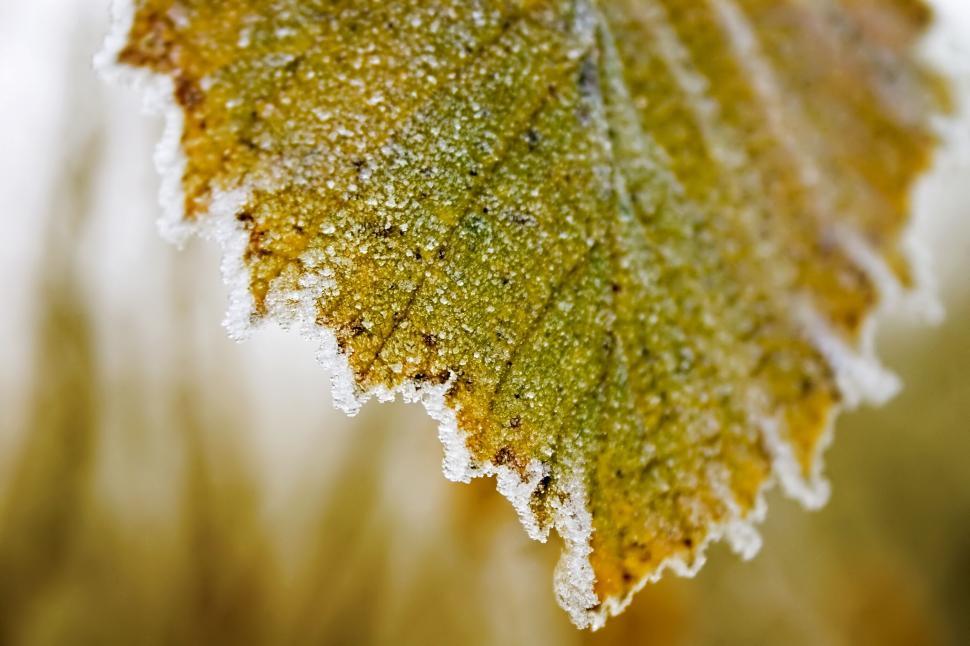Free Image of Close-up of a frosted leaf during the autumn season 