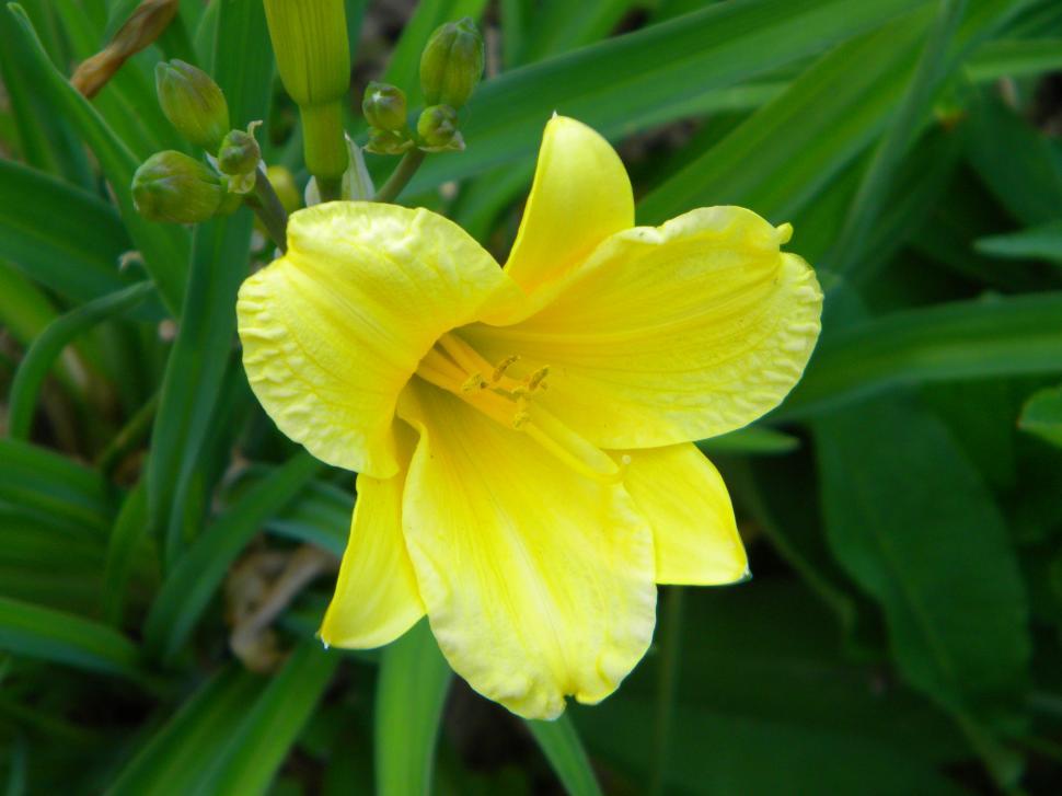 Free Image of stella doro lily 2 