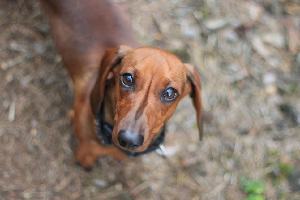 Free Image of Dachshund dog looking up with attentive eyes 
