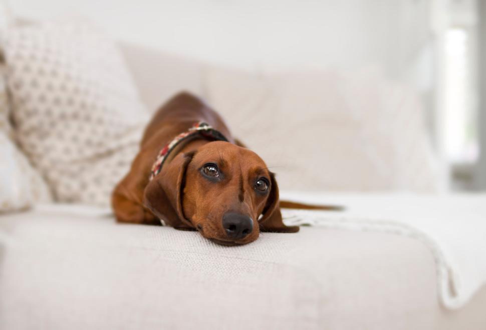 Free Image of A brown dachshund dog relaxed on a beige sofa. 