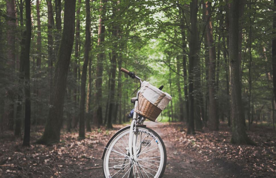 Free Image of Bicycle parked on a trail in the midst of green forest 