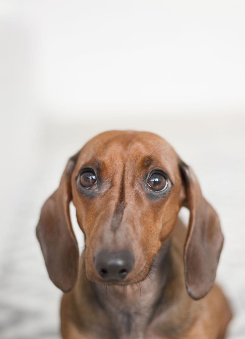 Free Image of Close-up of a dachshund dog with focused expression. 