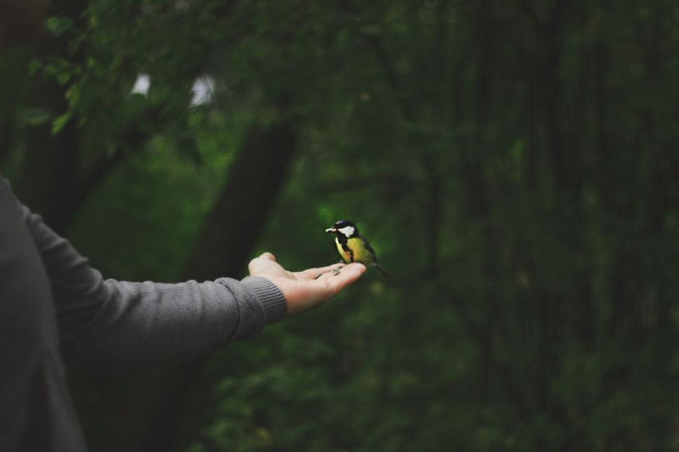 Free Image of Person feeding bird in the forest with outstretched hand 