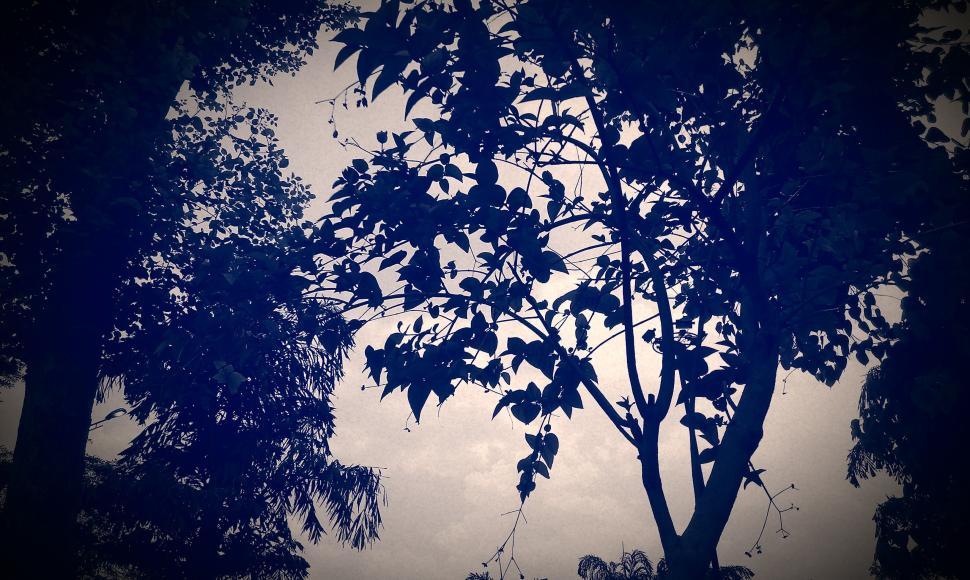 Free Image of Silhouetted trees against a dramatic dark sky 