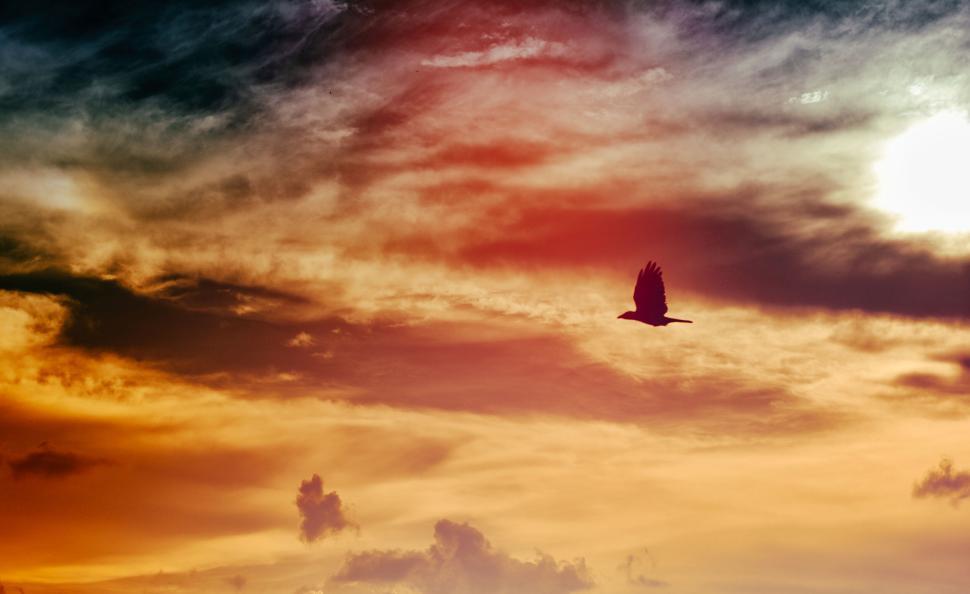 Free Image of Silhouette of bird flying against colorful sunset sky 