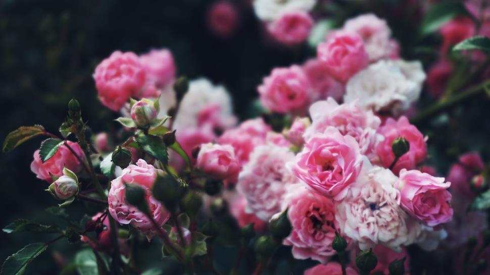 Free Image of Beautiful pink roses blooming in the garden outside. 