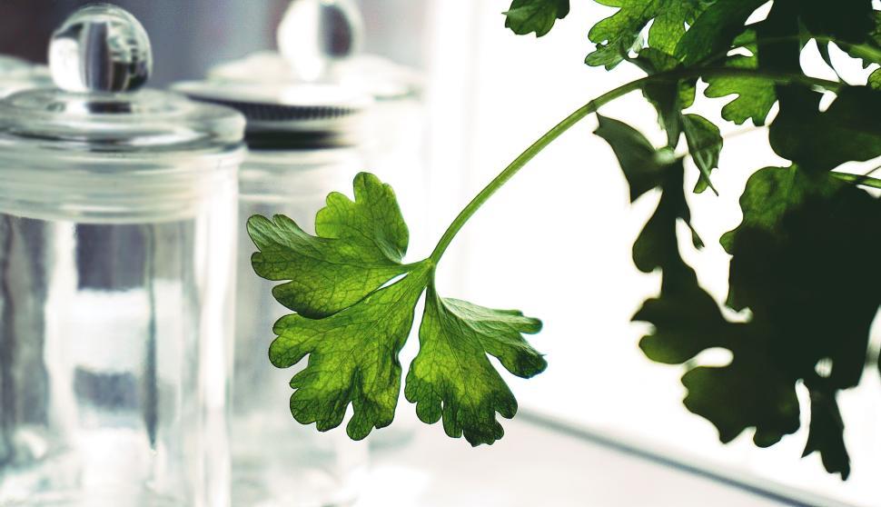 Free Image of Fresh green parsley leaf in focus with blurred background. 