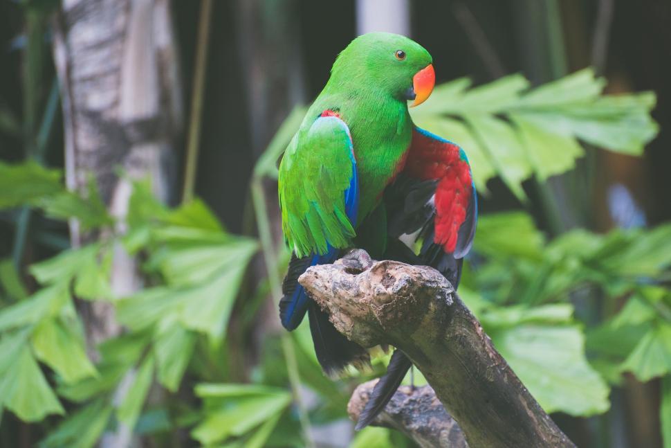 Free Image of Vivid green parrot perched on a branch with colorful feathers. 