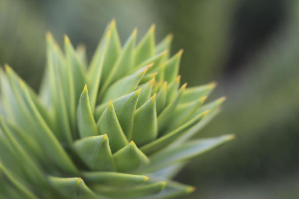 Free Image of Close-up shot of a green succulent with spiky leaves. 