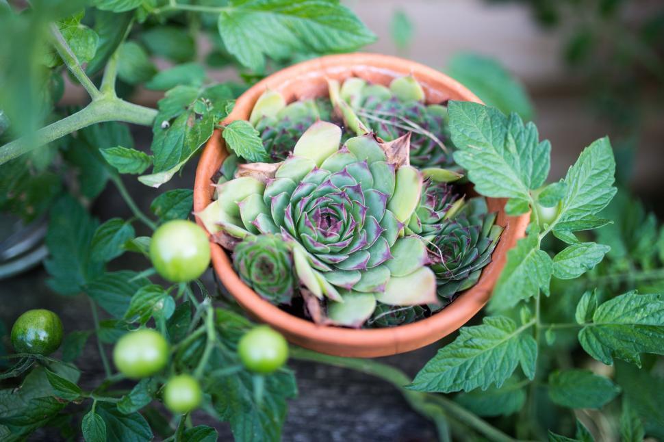 Free Image of Top view of succulent plant in terracotta pot in garden 