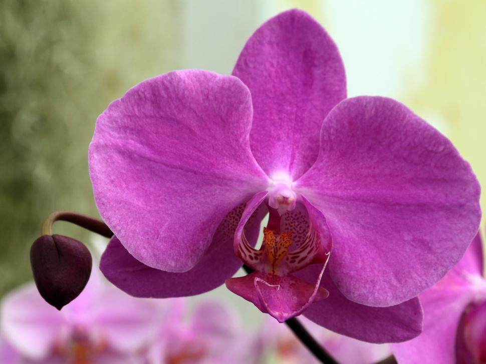 Free Image of Pink Orchid Flower 
