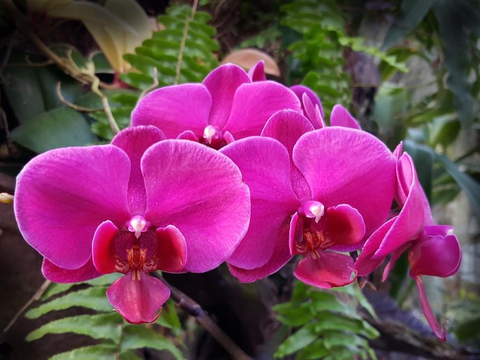Free Image of Pink Orchid Flowers Bloom Cluster 