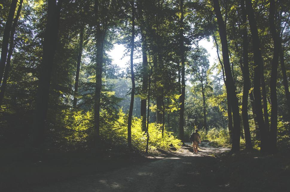 Free Image of Hiker walking through a dense forest with sunlight around. 