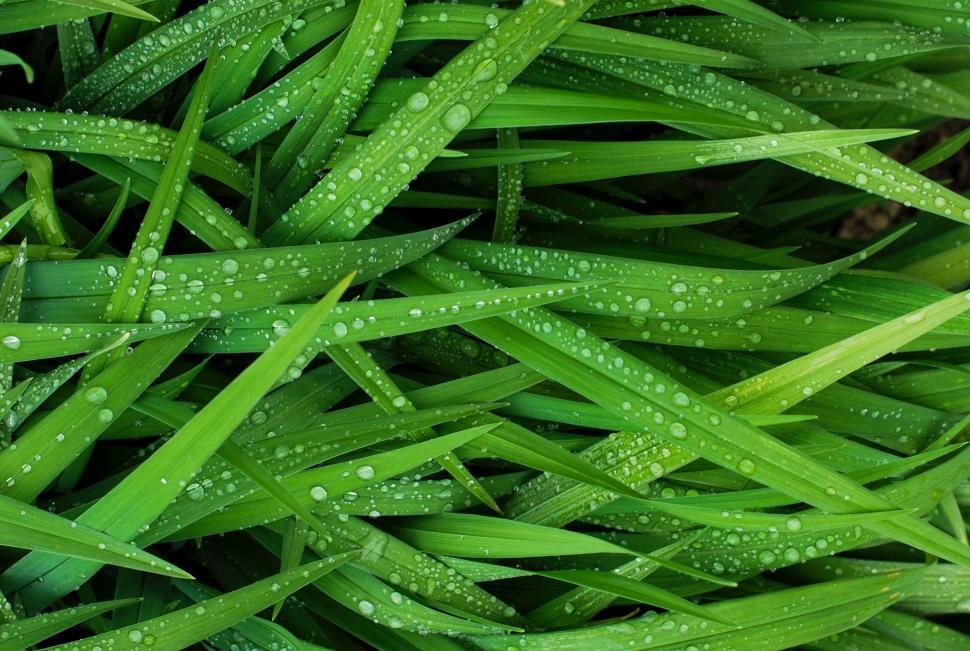 Free Image of Close-up view of lush green grass blades with dew drops. 