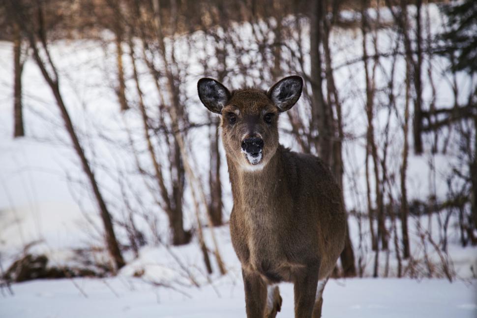 Free Image of Wild deer standing in snowy forest winter wonderland 