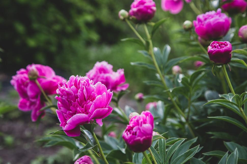 Free Image of Group of magenta peonies in full bloom in outdoor garden. 
