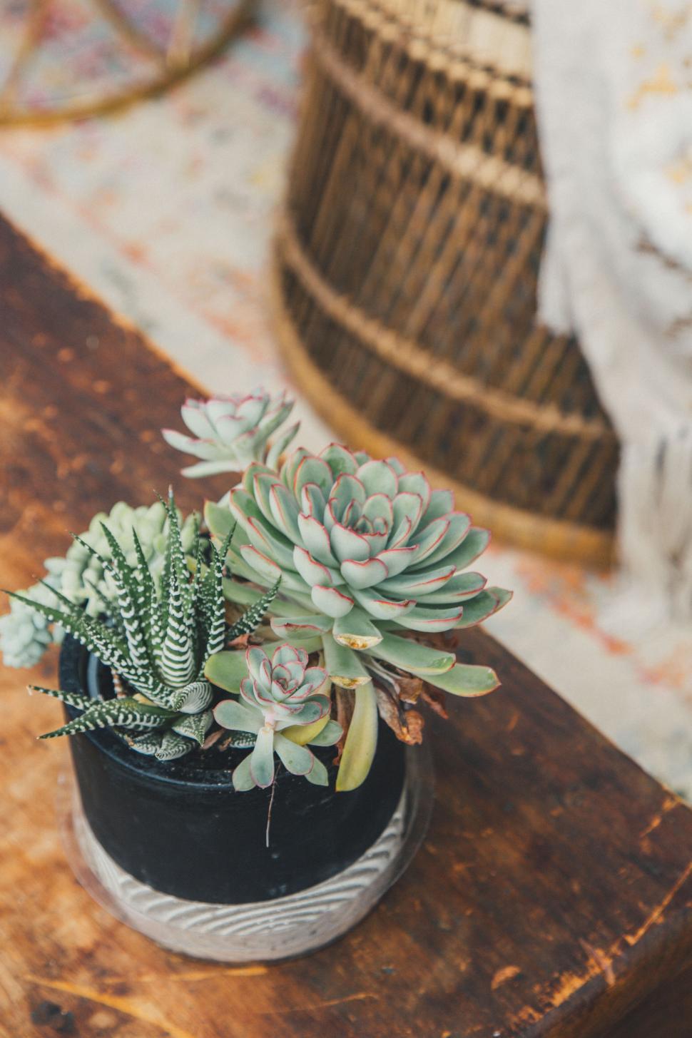 Free Image of Succulents in a black pot on a rustic wooden table. 
