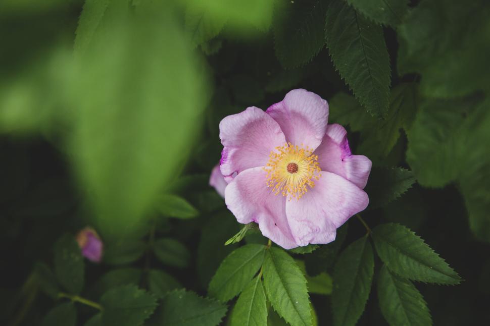 Free Image of Single light purple flower with yellow center in foliage. 