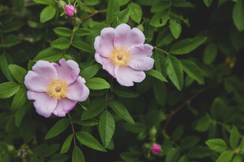 Free Image of Two light purple flowers with yellow centers in green foliage. 
