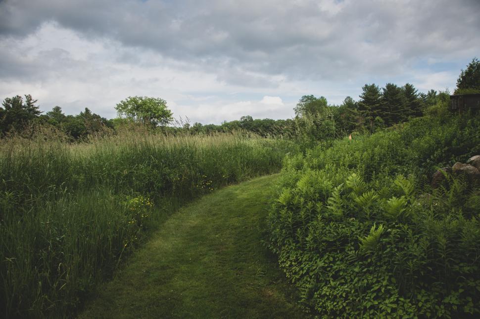 Free Image of Green path through tall grass and dense vegetation outdoor. 