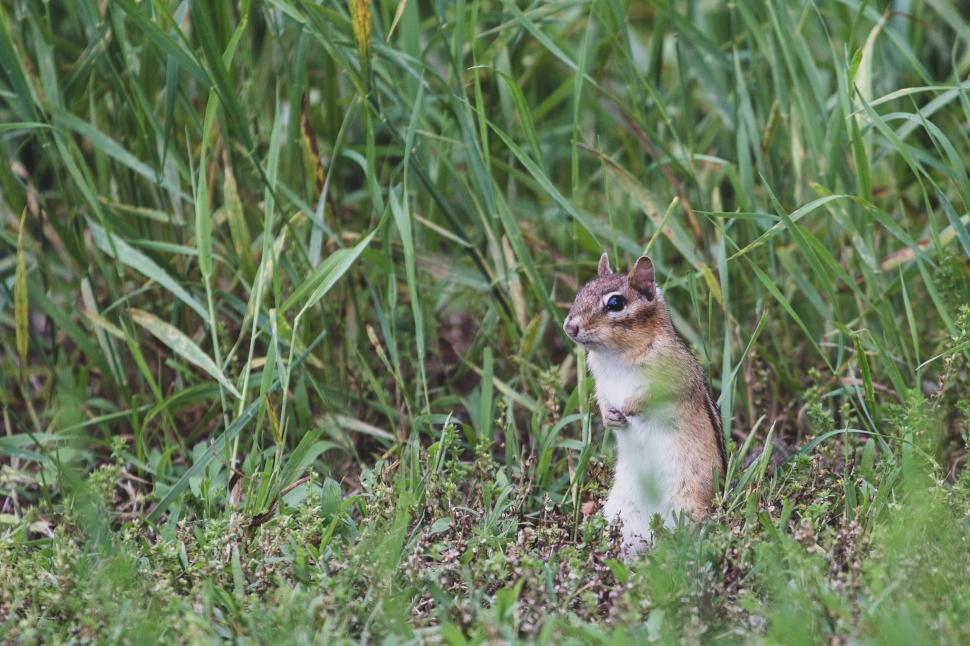 Free Image of Chipmunk standing alert in a grassy field 