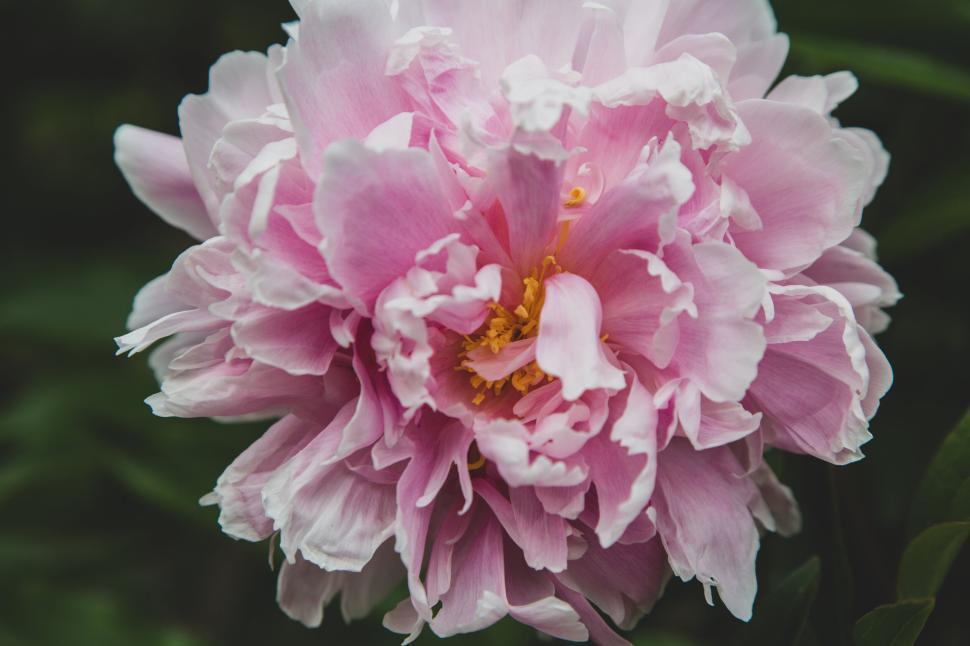 Free Image of Close-up of pink flower petals with green background. 