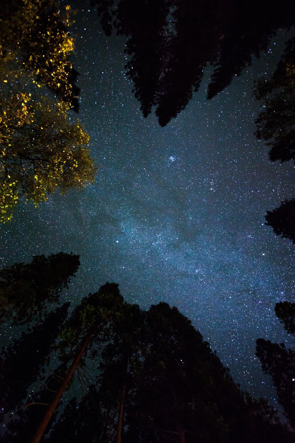 Free Image of Starry night sky framed by the silhouettes of tall trees 