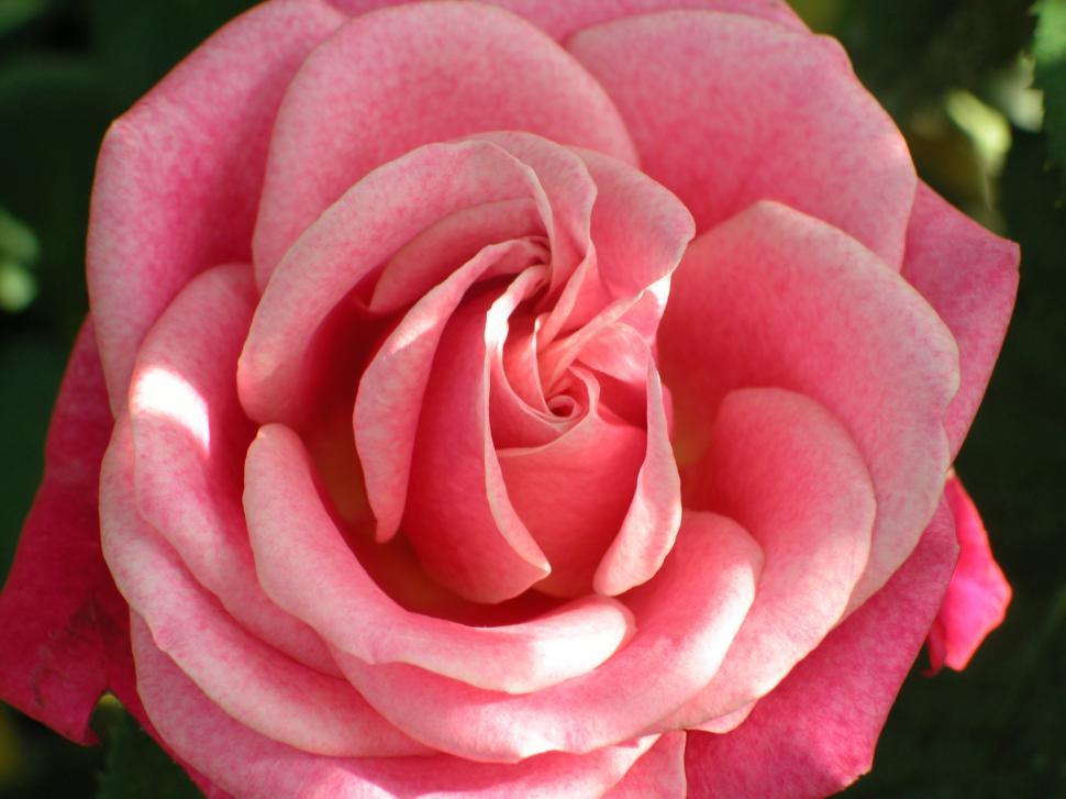 Free Image of rose, orange, macro, flower 