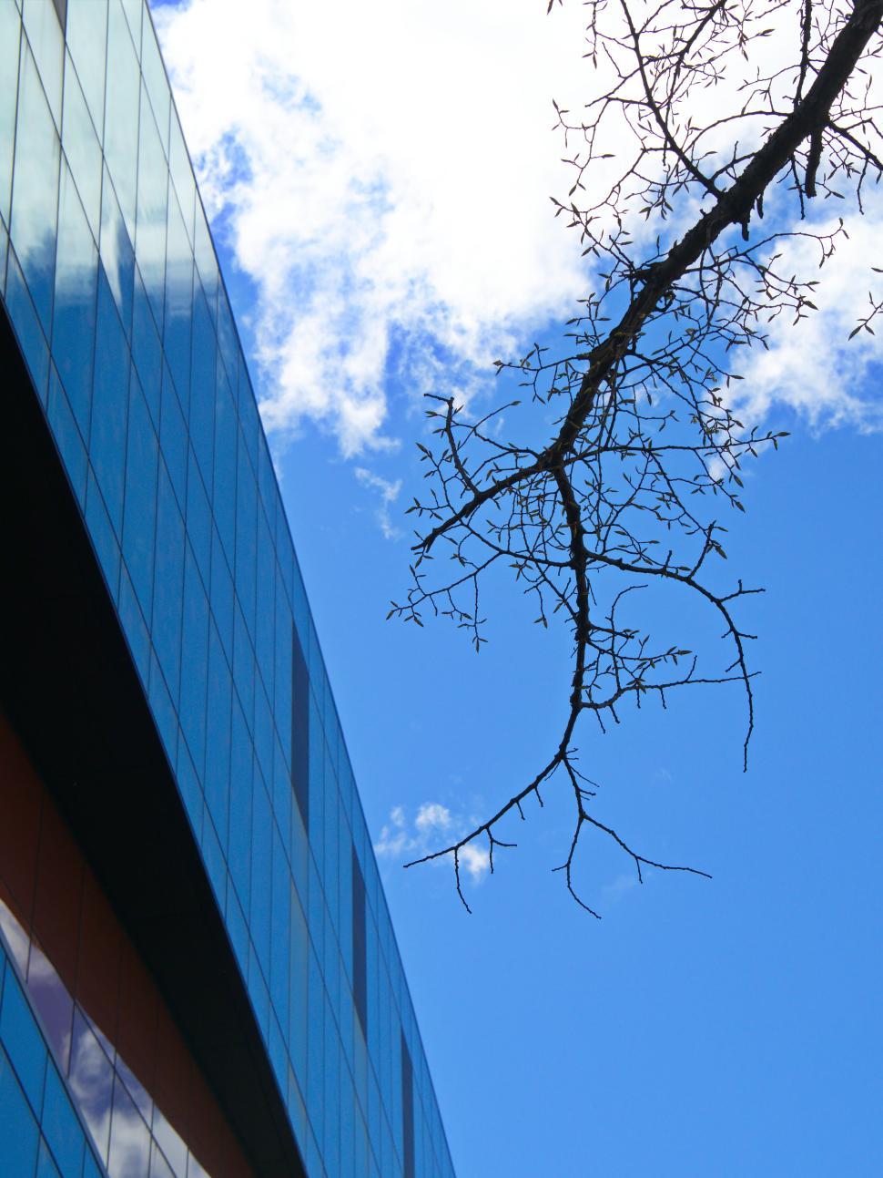Free Image of Glass building with sky and branch in the background 