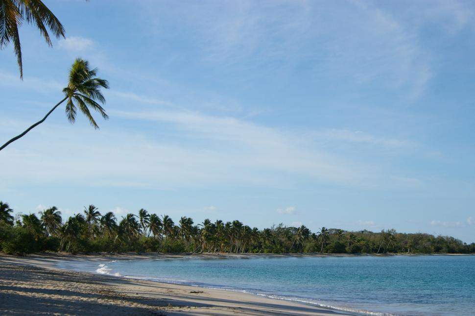 Free Stock Photo of Palm Tree on Beach With Blue Water | Download Free ...