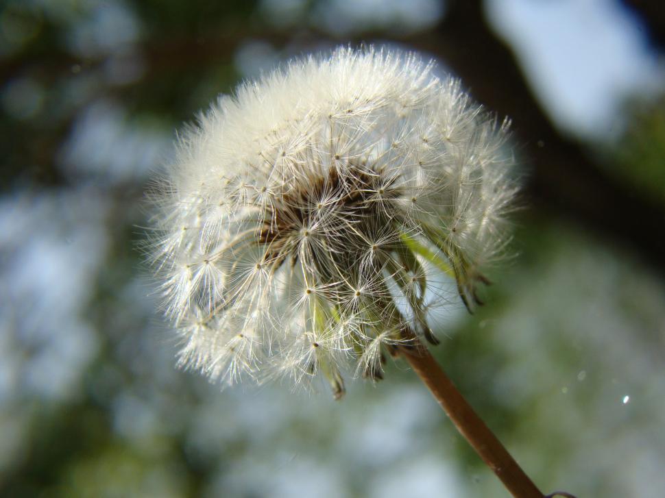 Free Image of Dandelion 