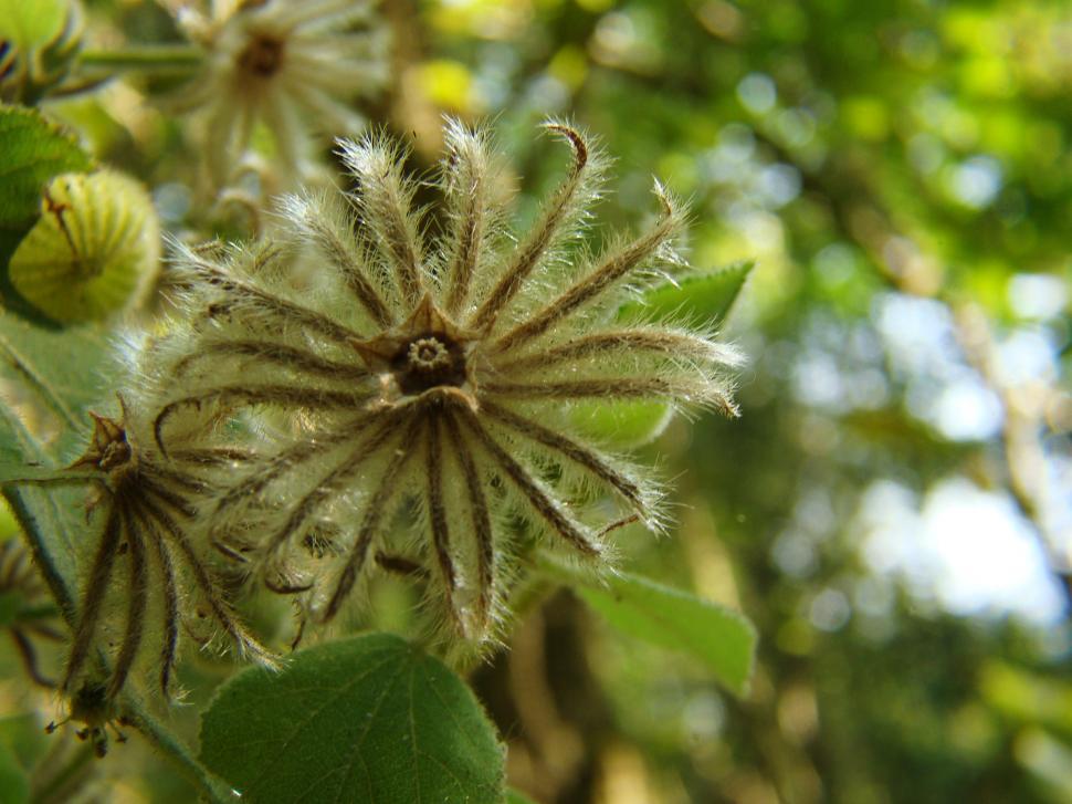Free Image of Three flower 