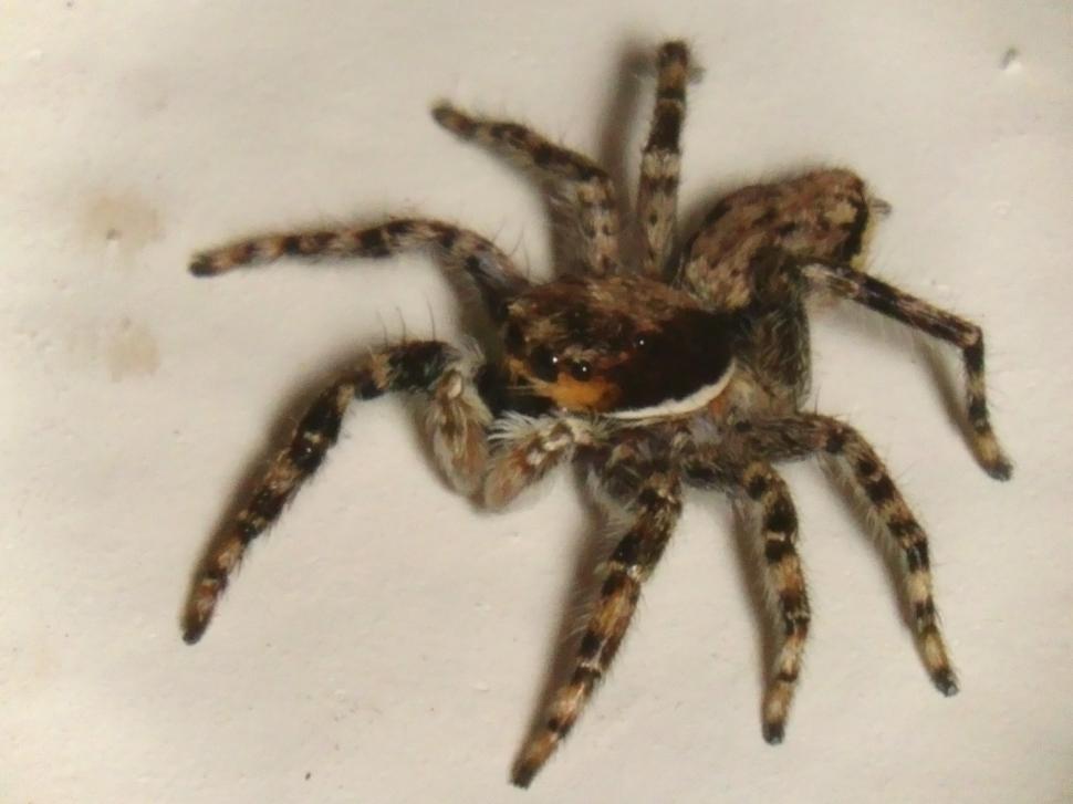 Free Image of Spider 