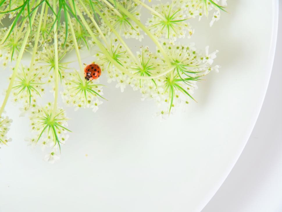 Free Image of Ladybug on white flowers close-up with great detail 