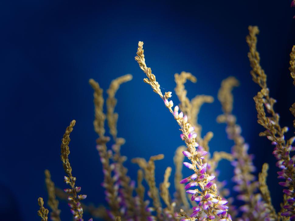 Free Image of Abundance of brown grass stems on blue background 