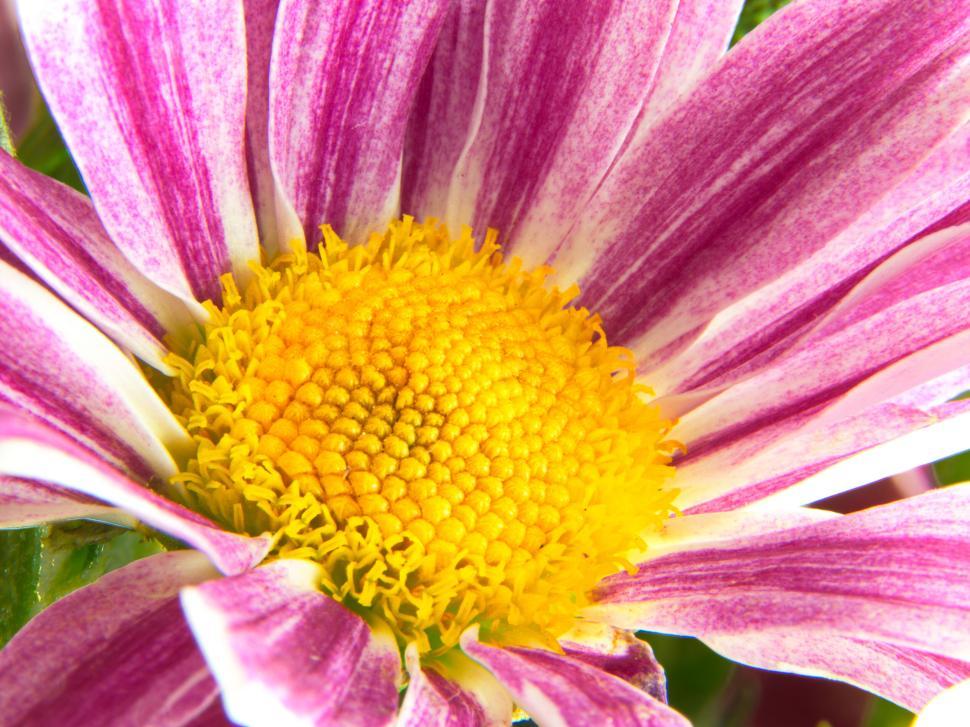 Free Image of Purple and white flower with bright yellow center 