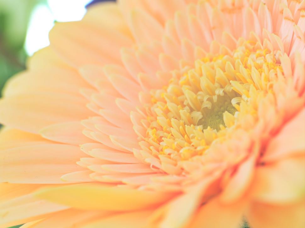 Free Image of Close-up of a peach-colored flower in full bloom. 