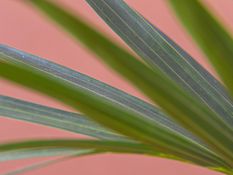 Free Image of Green palm leaves against a soft pink background abstract 