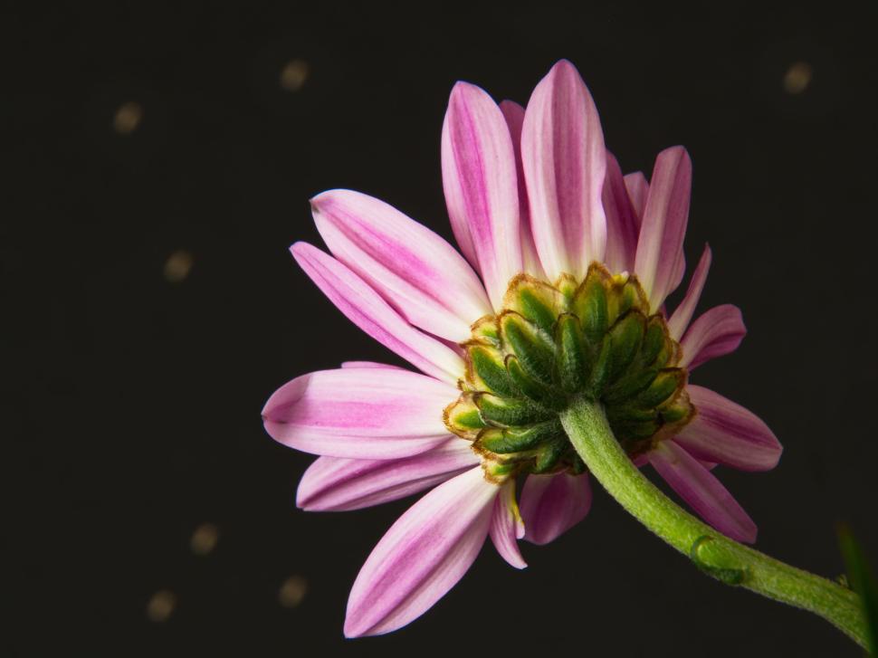 Free Image of Pink and white flowers against black background close-up. 