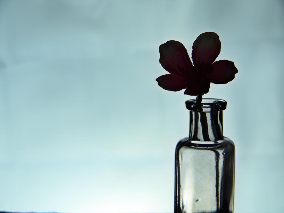 Free Image of Single red flower in glass bottle with blurred background. 