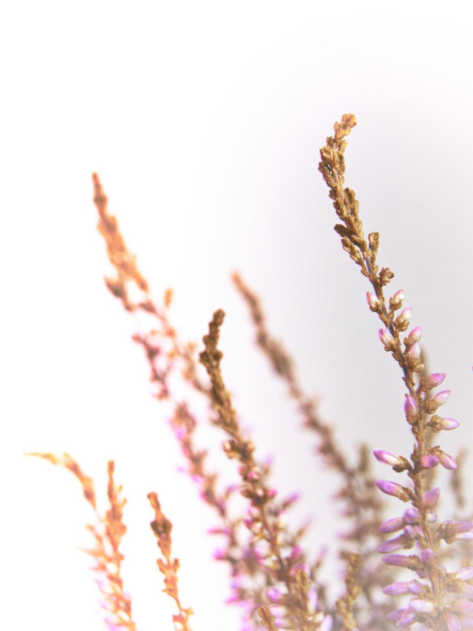 Free Image of Soft focus of dried plants against a white background 